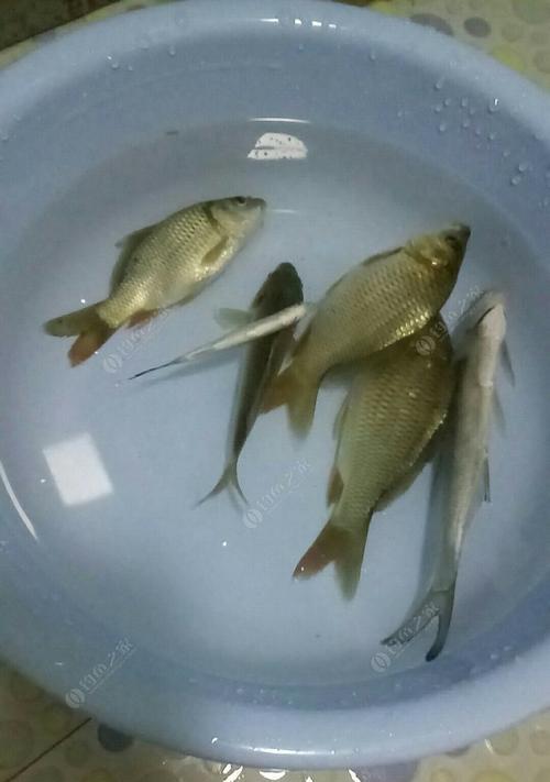 立秋后在大河夜钓鲫鱼有哪些技巧？如何提高钓鲫鱼的成功率？