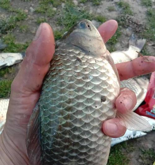 立秋后在大河夜钓鲫鱼有哪些技巧？如何提高钓鲫鱼的成功率？