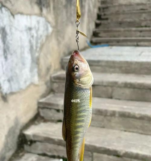大河流急流水钓鱼技巧有哪些？如何应对河流急流中的钓鱼挑战？