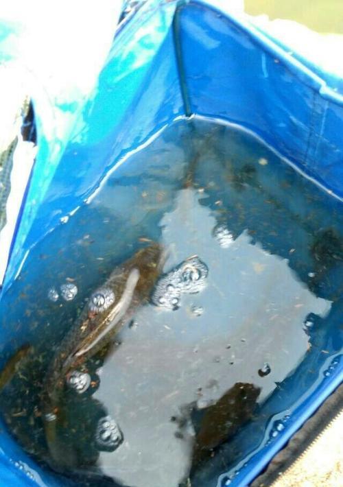 大河流水钓草鱼技巧有哪些？如何提高钓草鱼的成功率？