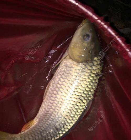 大河流水钓草鱼技巧和方法？如何提高钓草鱼的成功率？