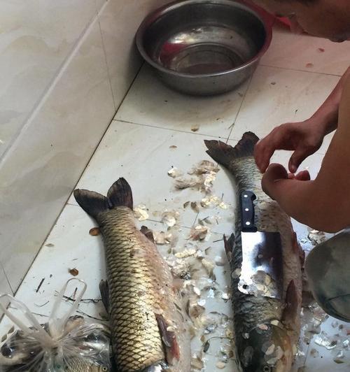 大河流水钓草鱼技巧和方法？如何提高钓草鱼的成功率？