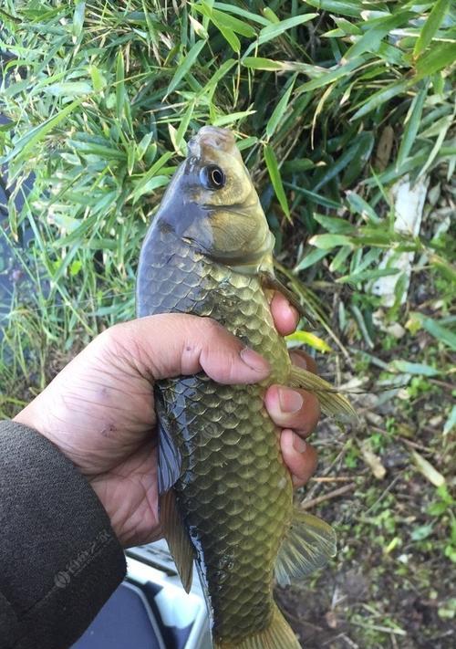 大河流水钓黄骨鱼技巧和方法是什么？如何提高钓黄骨鱼的成功率？