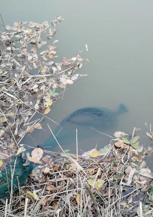 大河流水口钓鱼技巧和方法？如何提高钓获率？