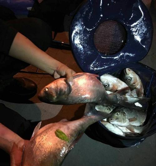 大河抛竿钓鲢鳙技巧有哪些？如何提高钓鲢鳙的成功率？