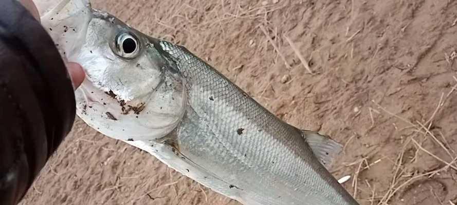 大河深水钓鱼技巧和方法有哪些？如何提高钓鱼成功率？