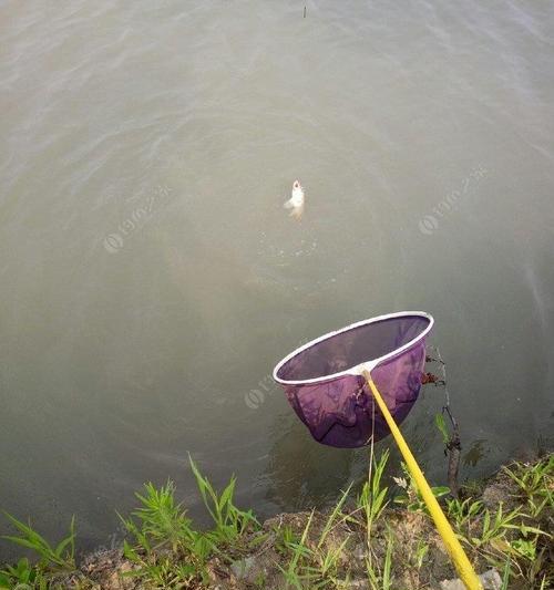 大河湾垂钓技巧有哪些？如何提高钓鱼成功率？
