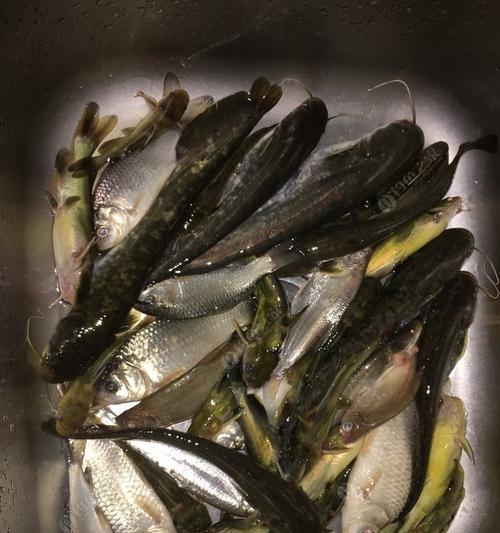 大河夜钓大口鲶技巧是什么？如何提高成功率？