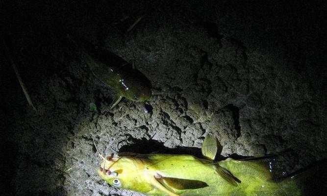 大河夜钓钓位选择技巧是什么？如何挑选最佳钓点？