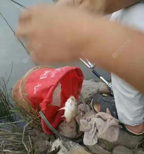 大河夜钓钓位选择技巧是什么？如何挑选最佳钓点？