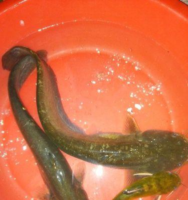 如何在大河夜钓鲶鱼？掌握哪些技巧和方法能提高成功率？