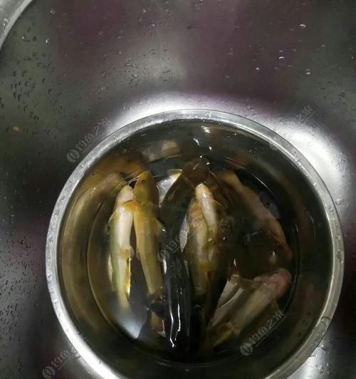如何在大河夜钓鲶鱼？掌握哪些技巧和方法能提高成功率？