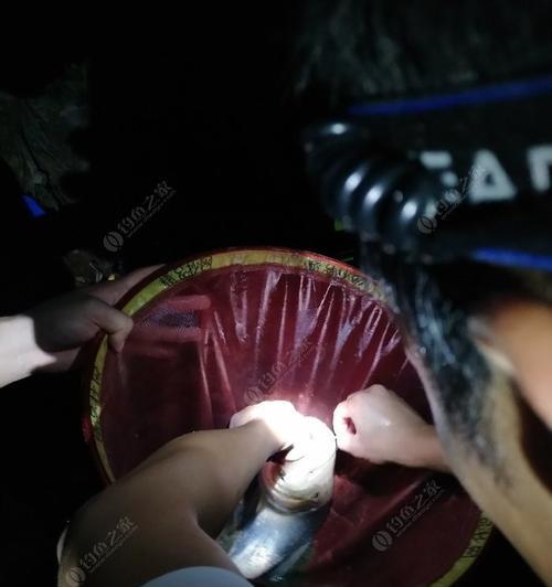 大河夜钓土鲢鱼技巧有哪些？如何提高夜钓土鲢鱼的成功率？