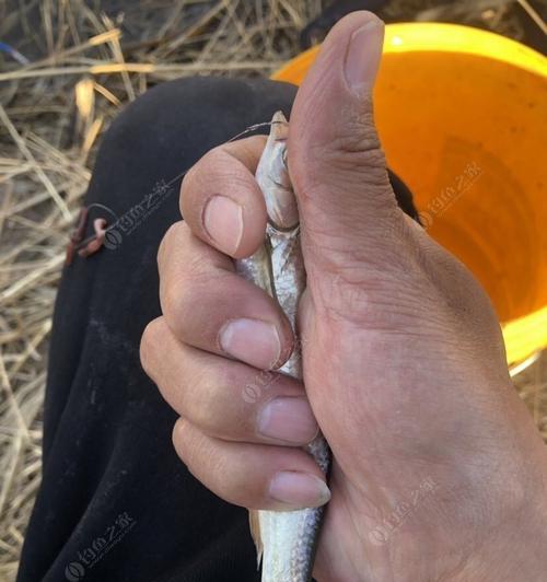 雨后在大河钓鱼应该注意哪些技巧？如何提高钓获率？