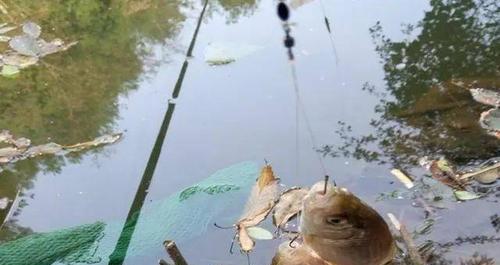 大河涨水时如何钓鱼？涨水钓鱼有哪些技巧？