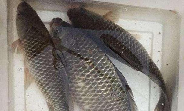 大河涨水切水浑钓鱼技巧是什么？如何应对浑水钓鱼的挑战？