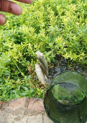 大河中流水钓鱼技巧有哪些？如何应对流水中的钓鱼挑战？