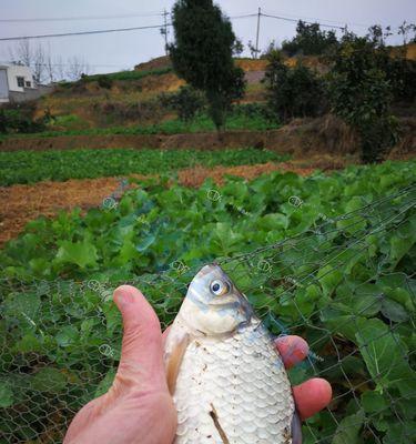 大湖船上钓鱼技巧有哪些？如何提高钓鱼成功率？