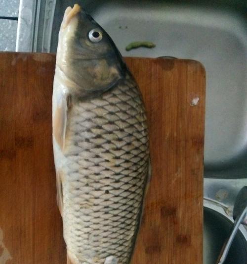 大湖里钓野生鲤鱼技巧和方法？如何提高钓鲤鱼的成功率？