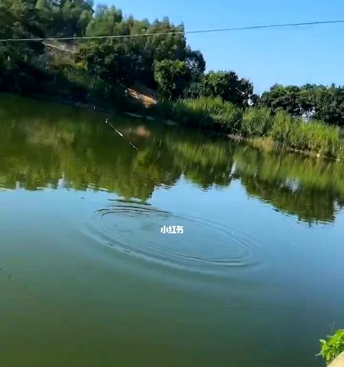大湖面钓鱼技巧有哪些？如何提高钓鱼成功率？