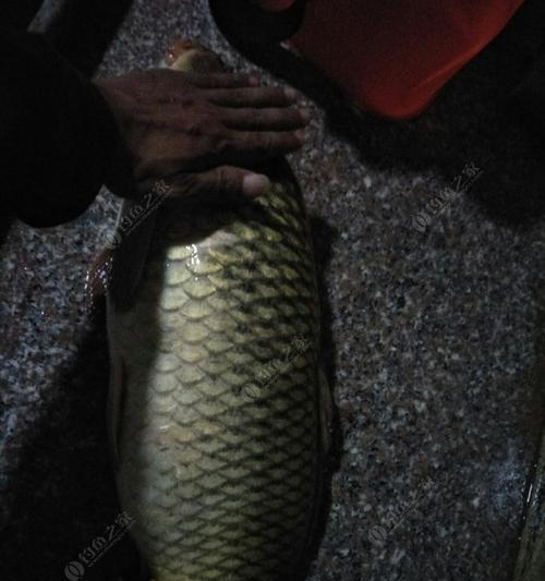 大湖夜钓大鲤鱼技巧有哪些？如何提高钓获率？