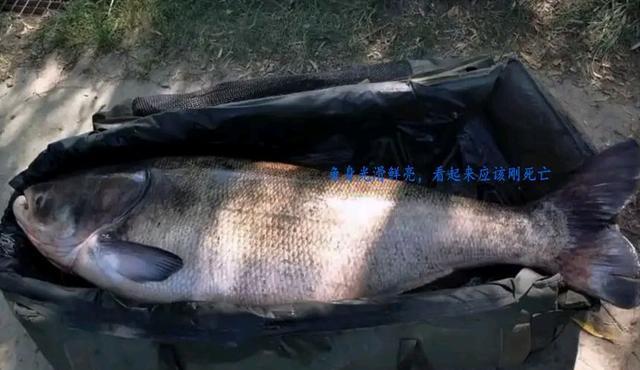 大花鲢钓鱼技巧教学？如何提高钓获率？