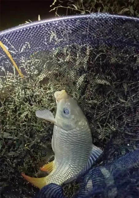 大黄鲫鱼钓鱼技巧有哪些？如何提高钓获率？
