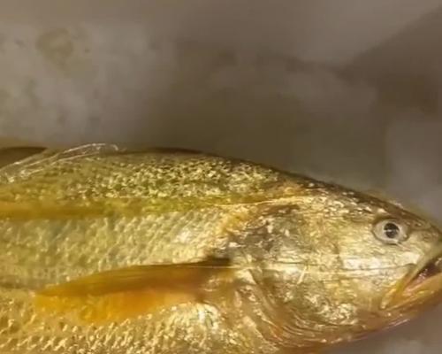 大黄鱼钓鱼技巧有哪些？如何提高钓获率？