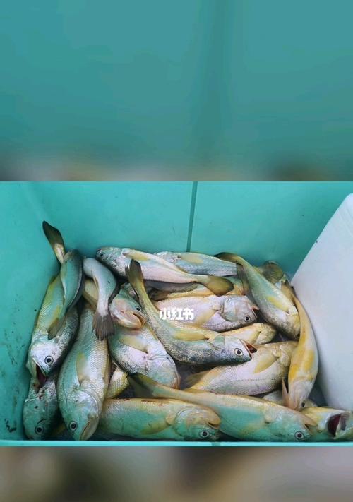 大黄鱼钓鱼技巧教程？如何提高钓获率？