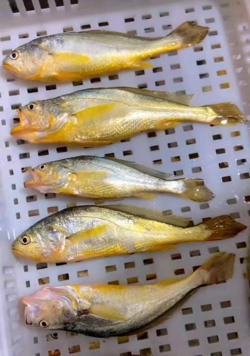 大黄鱼钓鱼技巧教学？如何提高钓获率？