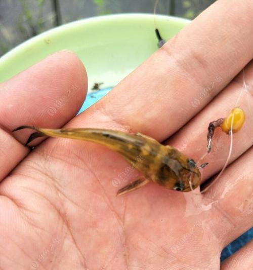 大黄鱼钓鱼技巧教学？如何提高钓获率？