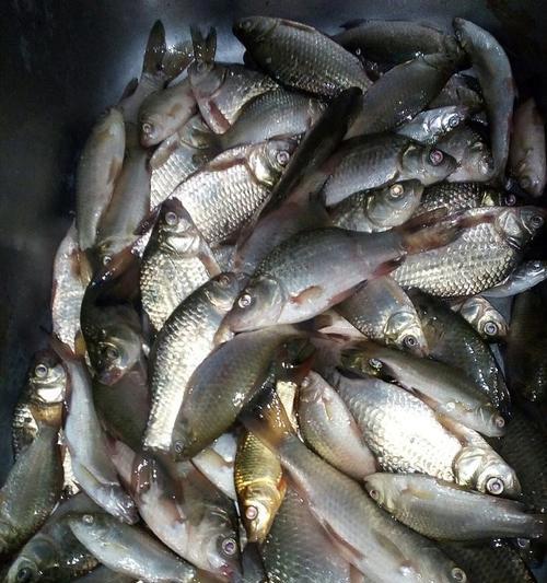 大鲫爆连钓鱼技巧是什么？如何提高钓鱼成功率？