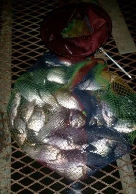 大鲫爆连钓鱼技巧是什么？如何提高钓鱼成功率？