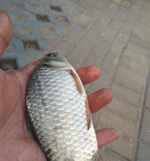 大鲫成堆钓鱼技巧是什么？如何提高钓大鲫鱼的效率？
