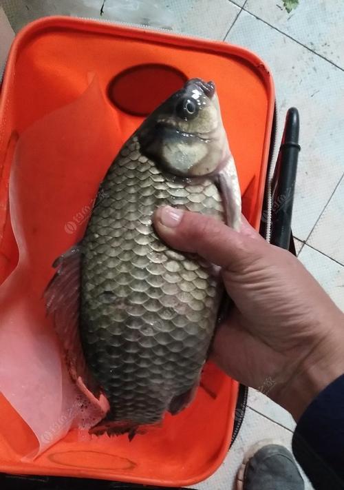 如何提高垂钓大鲫鱼的成功率？垂钓大鲫鱼时常见的问题有哪些？