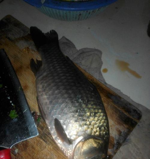如何提高垂钓大鲫鱼的成功率？垂钓大鲫鱼时常见的问题有哪些？