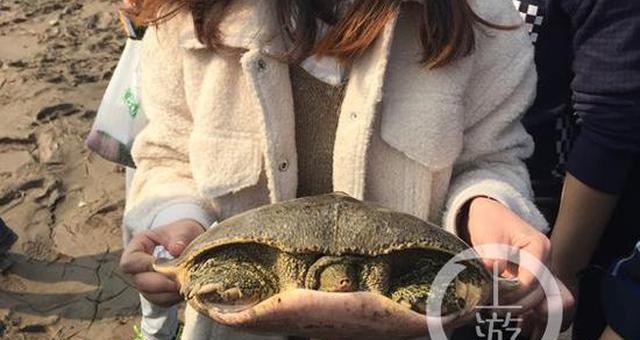 大甲鱼钓鱼技巧有哪些？如何提高钓获大甲鱼的成功率？
