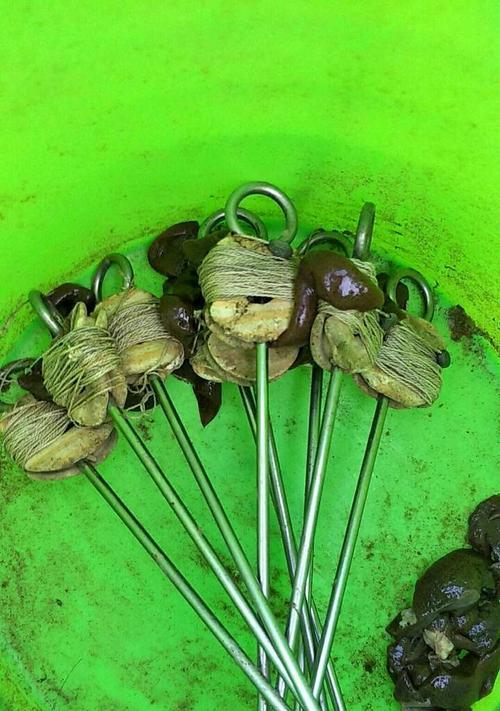 大甲鱼钓鱼技巧有哪些？如何提高钓获大甲鱼的成功率？