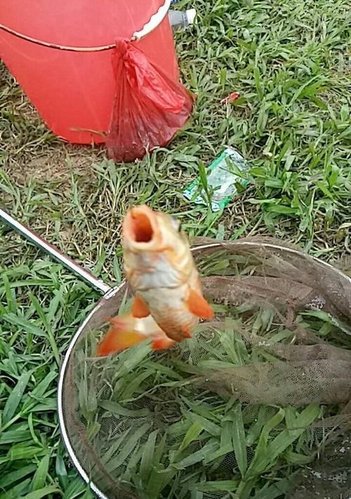 大江河里钓鱼技巧有哪些？如何应对不同水域的挑战？