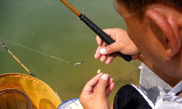 大江野钓黄尾鱼半水钓法技巧有哪些？如何提高钓获率？