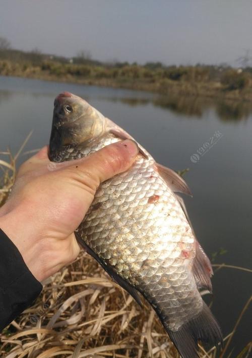 如何提高大鲤鱼的垂钓成功率？垂钓大鲤鱼时常见的问题有哪些？