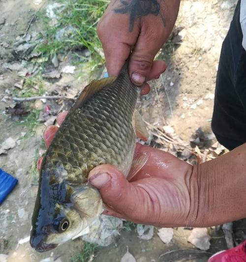 如何提高垂钓大鲤鱼的成功率？大鲤鱼垂钓技巧有哪些常见问题？