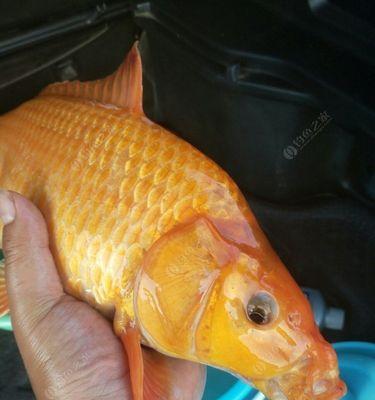 如何提高垂钓大鲤鱼的成功率？大鲤鱼垂钓技巧有哪些常见问题？