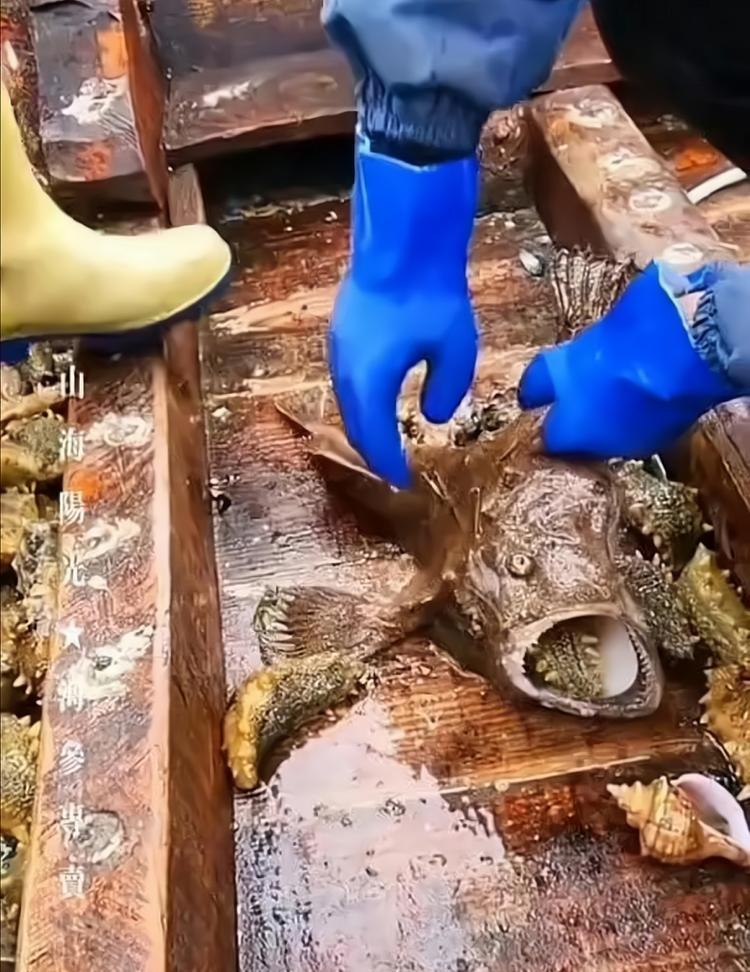大连海参圈钓鱼技巧有哪些？如何提高钓鱼成功率？