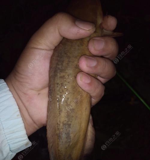 大连黄鱼钓鱼技巧有哪些？如何提高钓获率？
