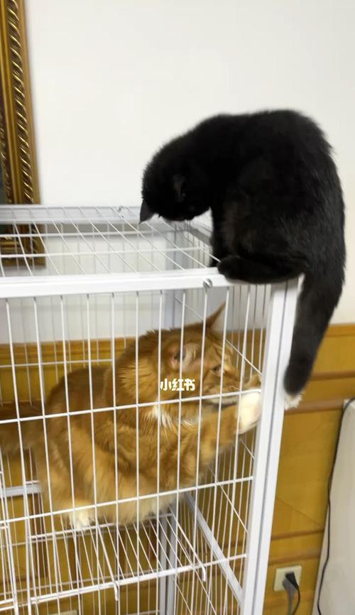 大猫钓鱼技巧教学？如何快速掌握钓鱼技巧？