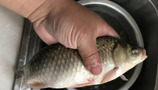 大明湖野钓鲫鱼技巧有哪些？如何提高钓鲫鱼的成功率？