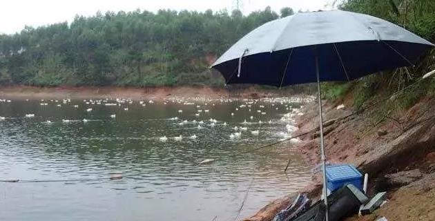 大明虾钓鱼技巧教学？如何提高钓获率？