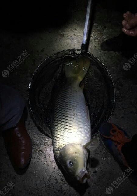 大年初六夜钓技巧有哪些？如何提高夜钓成功率？