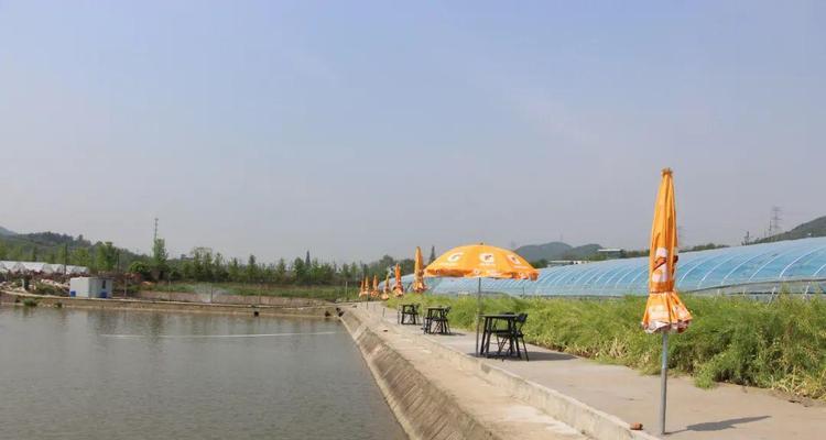 大棚钓鱼调标技巧是什么？如何有效调整标点提高渔获？